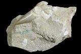 Eocene Otodus Shark Tooth Fossil in Rock - Huge Tooth! #171288-3
